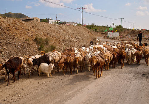 goat herd in china