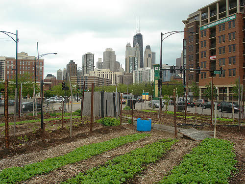 city farm chicago urban farming in chicago: city farm