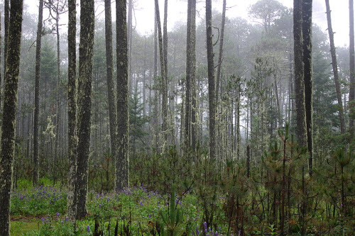 madrean pine oak woodlands a biodiversity hotspot in mexico and the us