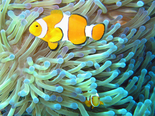 clownfish and sea anemones