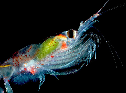krill oil: the next big thing?