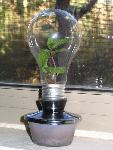 Light Bulb Greenhouse