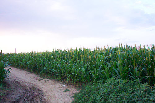 corn farm in china