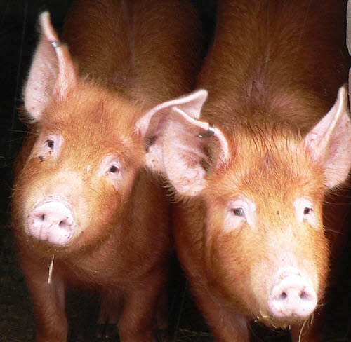 pigs, the top source of meat in china