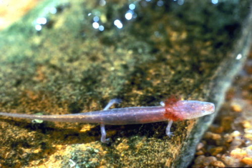 barton springs salamander