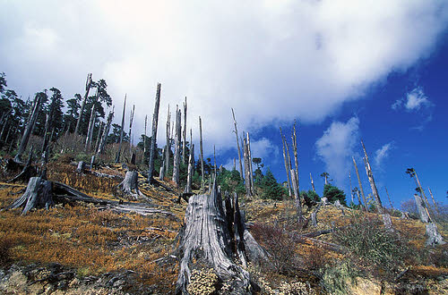 deforestation in bhutan