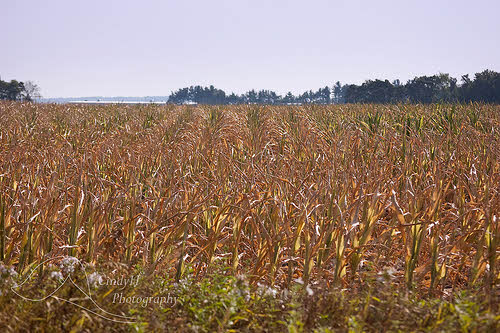 iowa corn drought