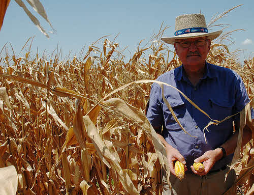 corn crop drought