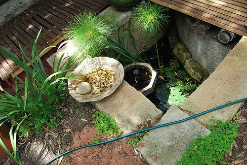permaculture pond