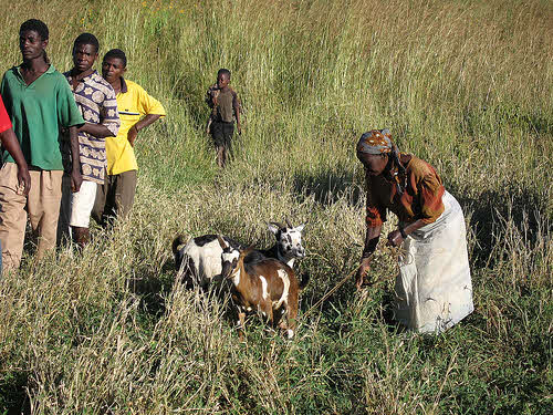 goat herd in malawi