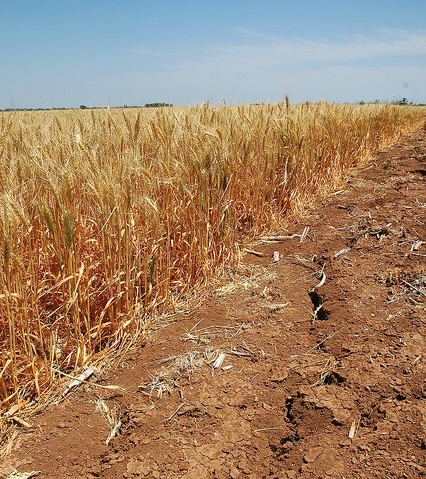 wheat drought in texas in 2011