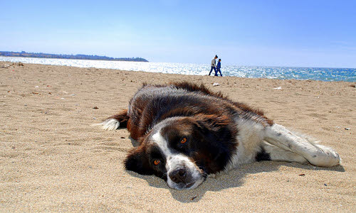 dog relaxing on beach