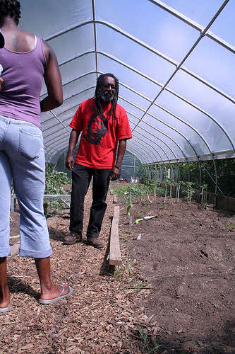 d-town farm greenhouse