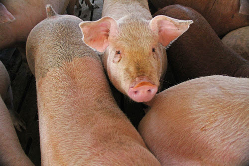 pigs at a hog farm