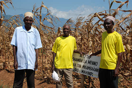 corn farmers in dry field