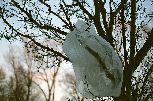 plastic bag caught in a tree