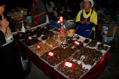 roasted edible insects for sale
