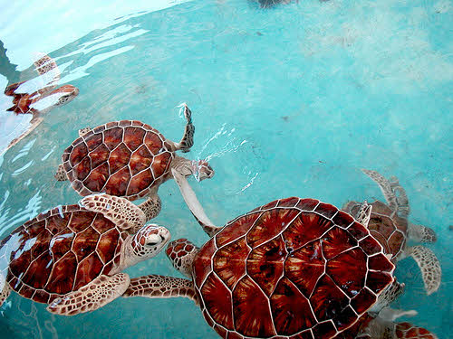 giant sea turtles