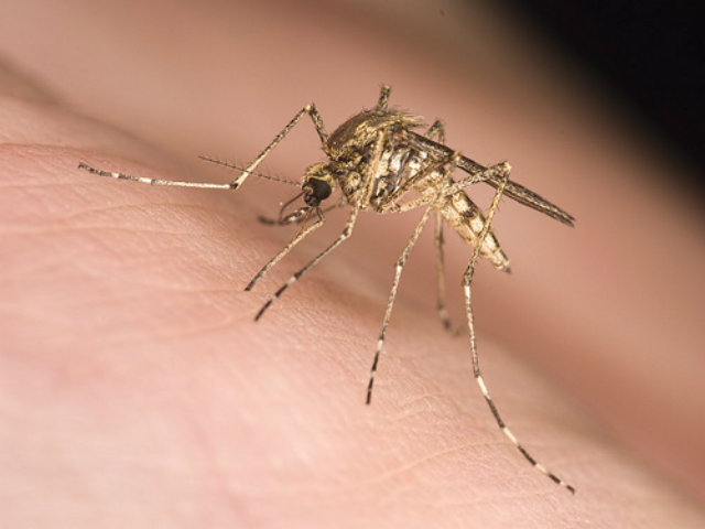 avoid mosquito bites this summer with all-natural repellants