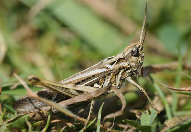 eating crickets is good for you and the planet