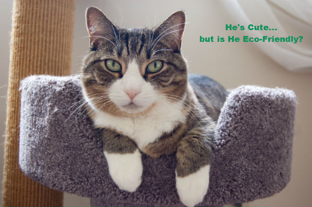 eco-friendly indoor cat