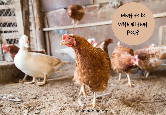 how to best handle chicken poop from large farms