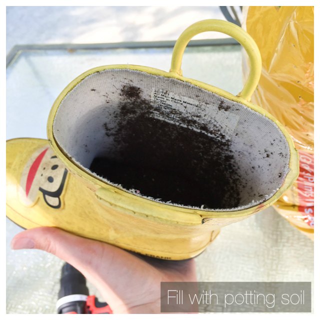 fill bottom of boot with potting soil
