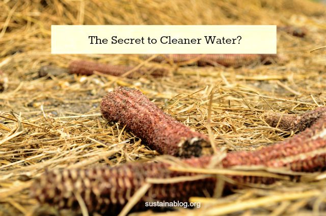 waste corn cobs: the secret to clean water?