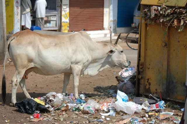 plastic trash and brahmin cow