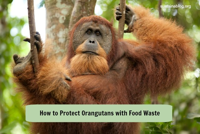 palm oil made from food waste can help protect orangutans